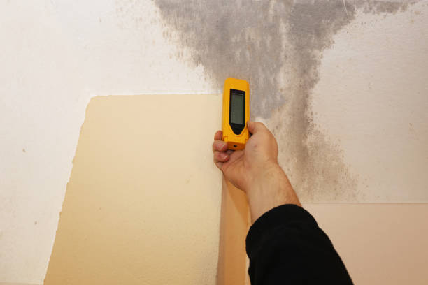 Best Post-Construction Mold Inspection  in Trinidad, CO