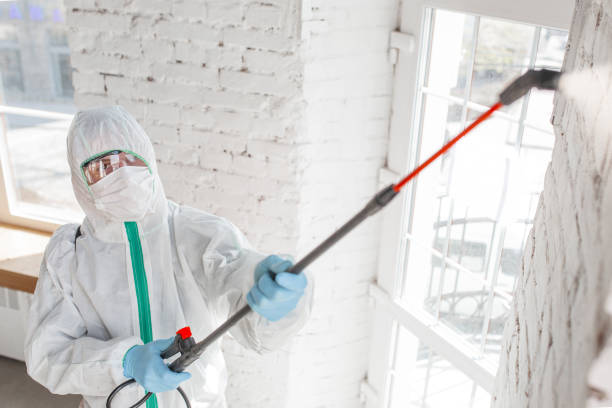 Trusted Trinidad, CO Mold Removal Experts