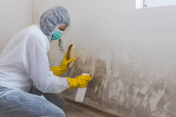 Best Crawl Space Mold Remediation  in Trinidad, CO
