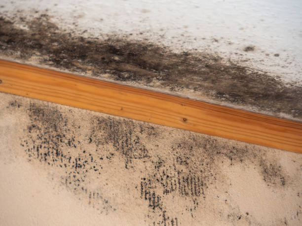 Best Water Damage & Mold Remediation  in Trinidad, CO