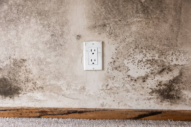 Best Mold Removal for HVAC Installations  in Trinidad, CO