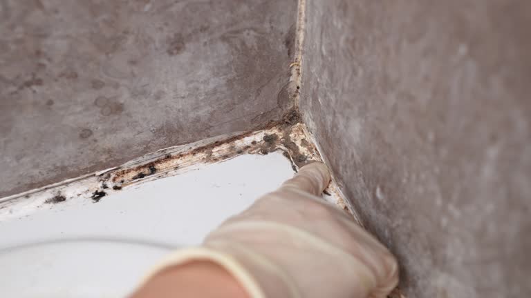Best Mold Prevention Services  in Trinidad, CO
